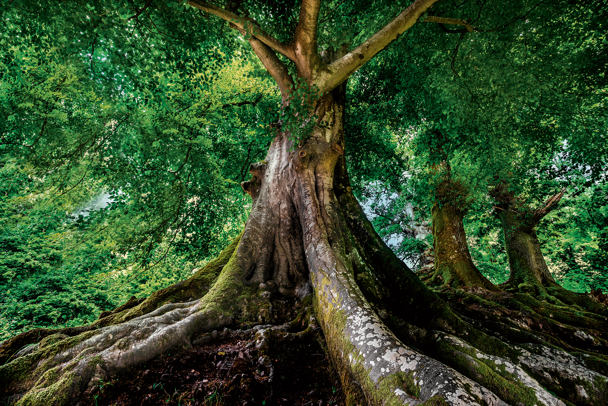 Alter Baum